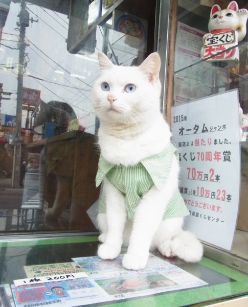史上最高10億円年末ジャンボをもたらす「招き猫」売り場｜NEWSポストセブン