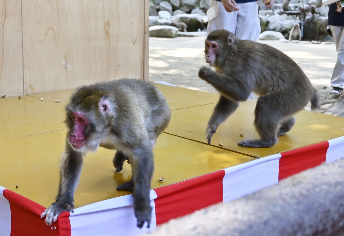 高崎山でメスザルのボスが誕生 出産・育児のタイミングを乗り越え