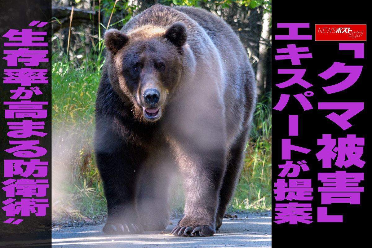 動画】「クマ被害」エキスパートが提案 “生存率が高まる防衛術”｜NEWS