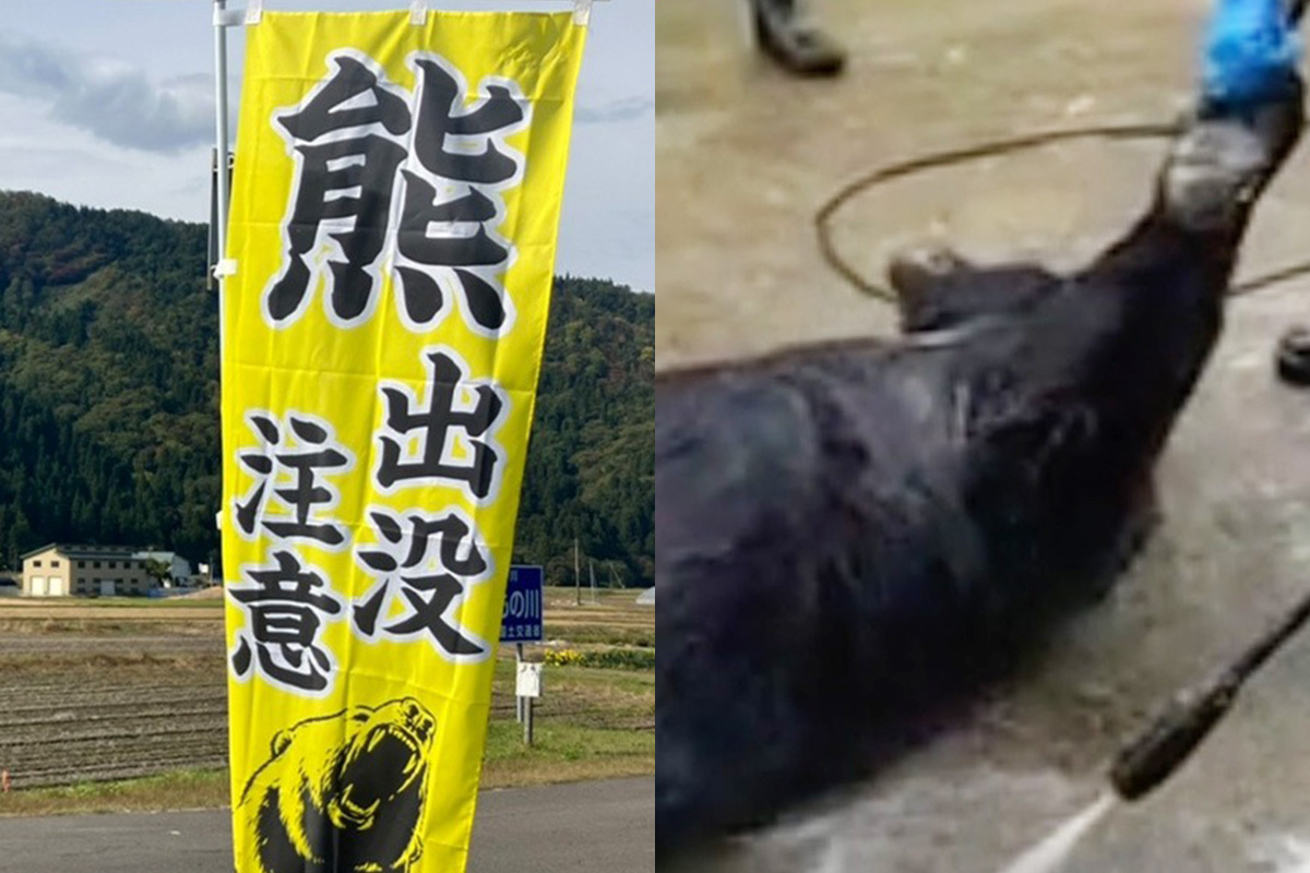 令和のクマは人間をナメている》世界でも類を見ない「凶悪で危険な熊の