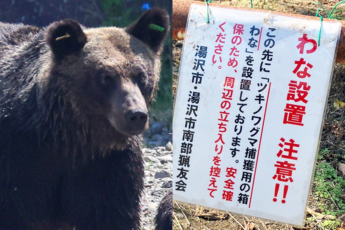空腹でもないのに、ただただ人を襲い続けた》“モンスターベア”は捕獲し