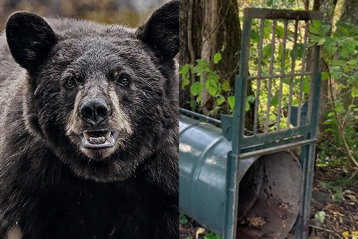 book_bear_eyc.jpg