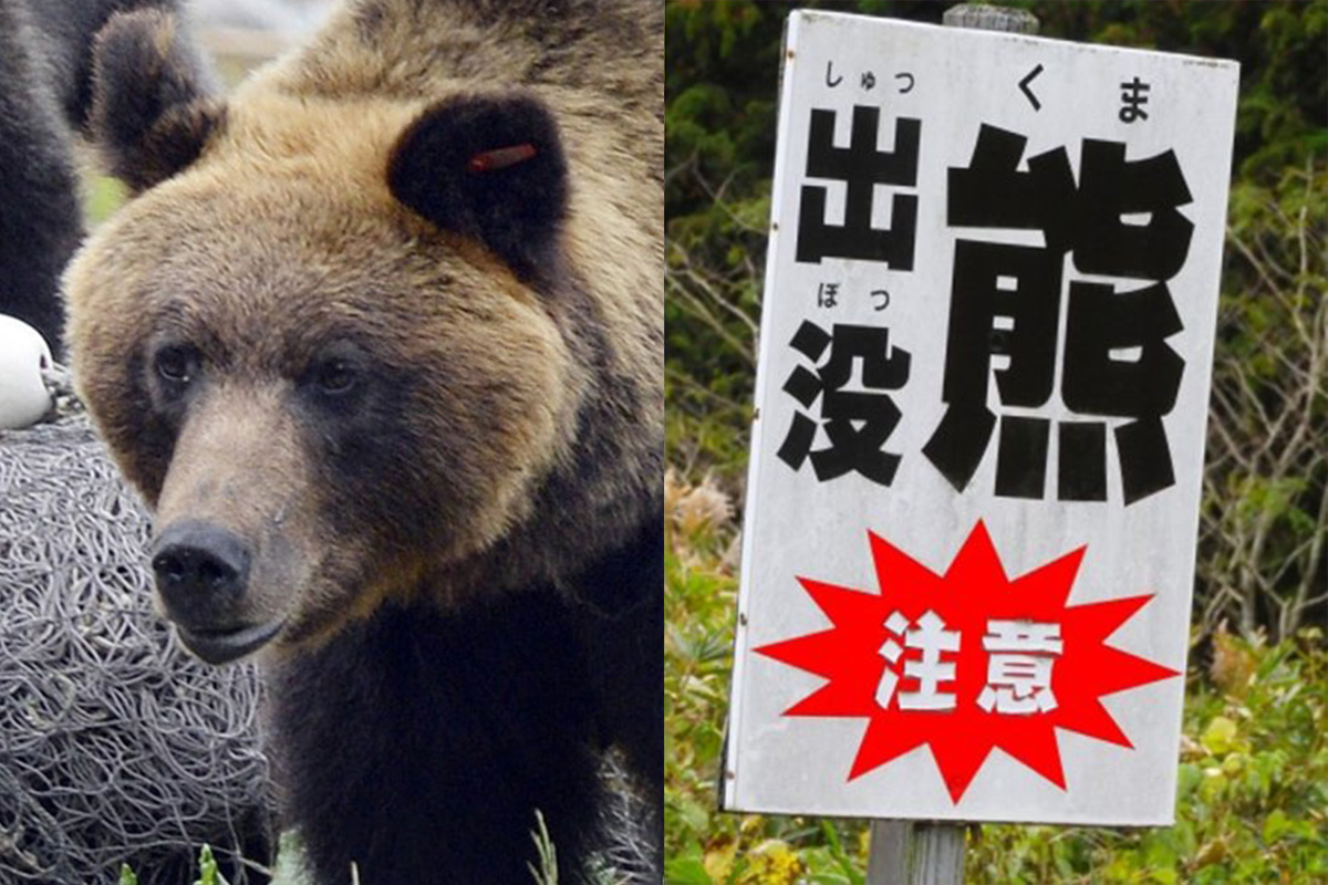 熊による本格的な人間領域への侵攻》「人間をナメ切っている
