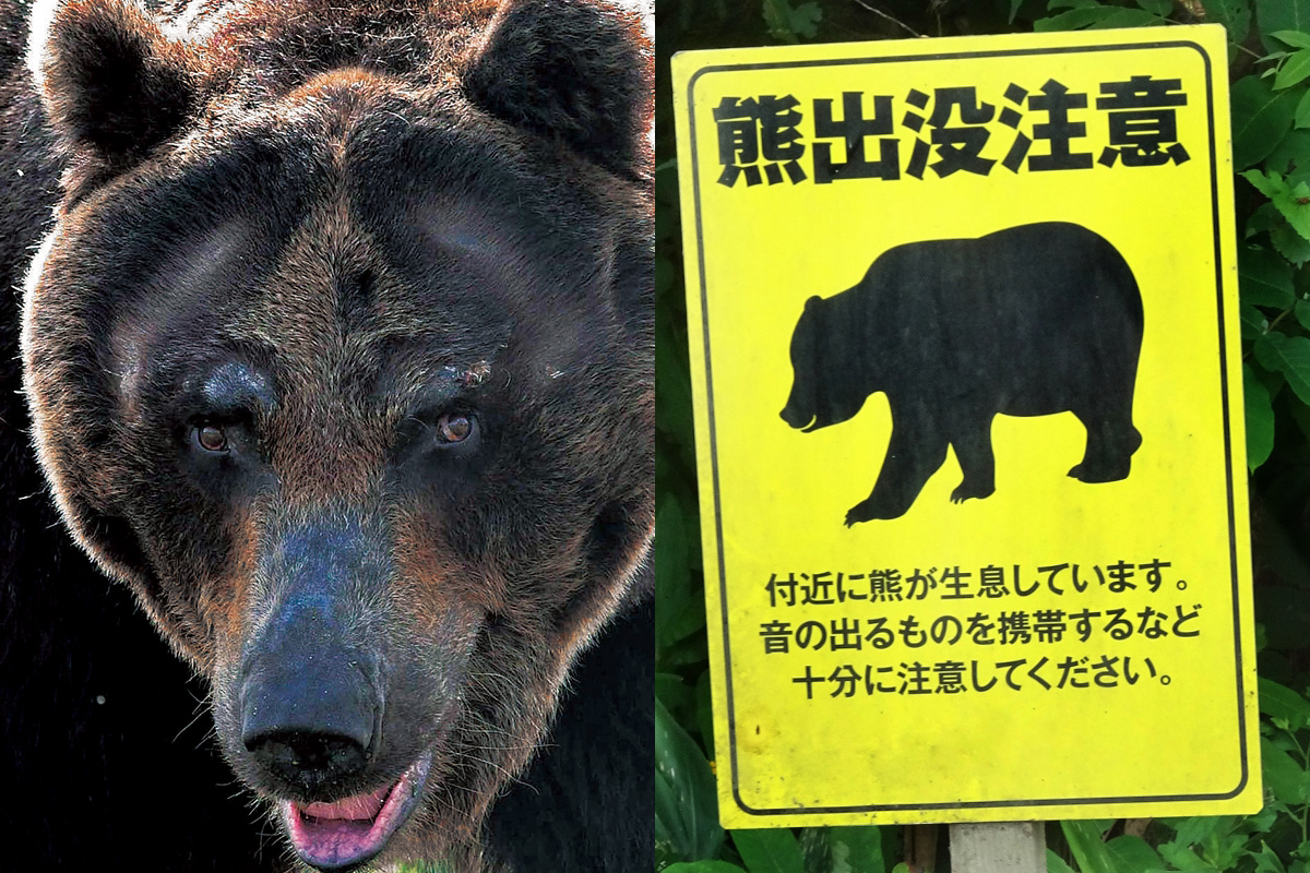 車体にクマの毛が付着、23歳男性死亡》「住宅街や学校のすぐそばにも