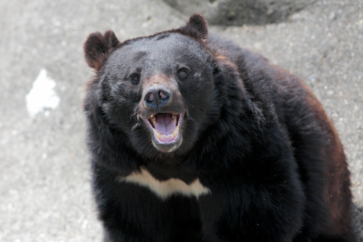 全国で被害多発》クマ騒動とコロナ騒動の共通点 “新しい恐怖”にどう