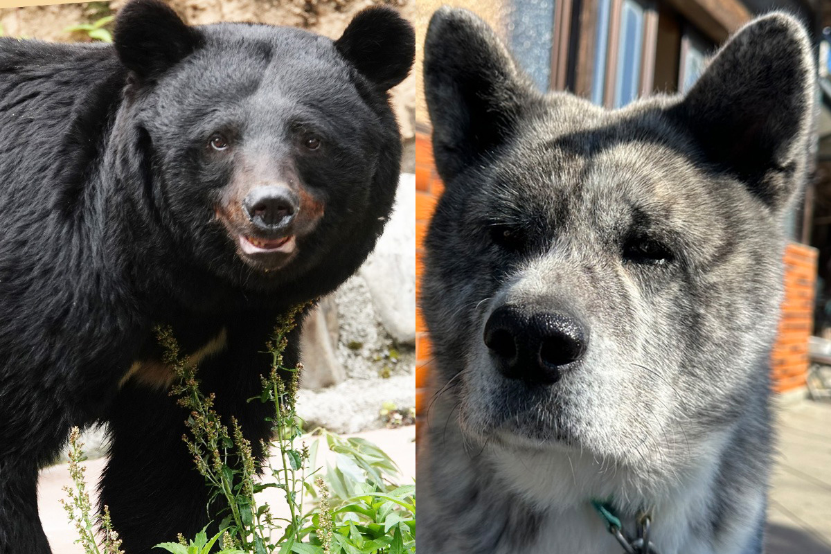熊犬さん 熊と戦った秋田犬の壮絶な闘い》「愛犬が背中からダラダラと流血